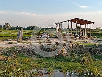 Indian agricultural land and animal after the floods Editorial Stock Photo