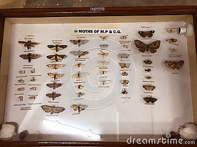 indian agriculture field butterflies kept into the laboratory for preservation Editorial Stock Photo