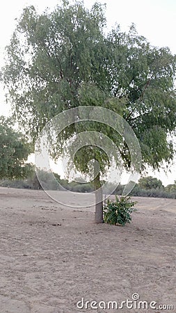 Indian agriculture tree and rural trees best picture Stock Photo