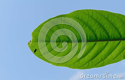 Indian almond Stock Photo