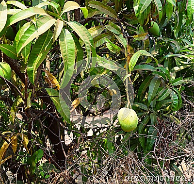 Indian Alphonso Mango on Mango Tree - Mangifera Indica Stock Photo