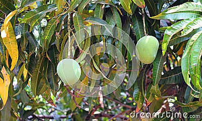 Indian Alphonso Mangoes Hanging on Mango Tree - Mangifera Indica Stock Photo