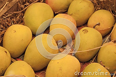 Indian alphonso mangoes Stock Photo