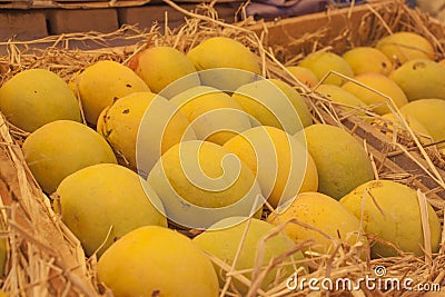 Indian alphonso mangoes Stock Photo