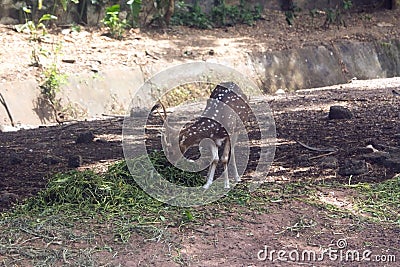 Indian Antelop grazing in Deer Park, India Stock Photo