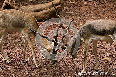 Indian antelopes fight, Blackbuck fighting with their horns, closeup shot. Stock Photo