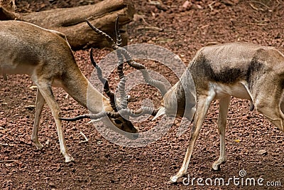 Indian antelopes fight, Blackbuck fighting with their horns, closeup shot. Stock Photo