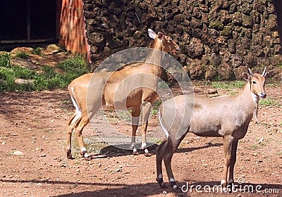 Indian Antelopes in zoological park, India Stock Photo