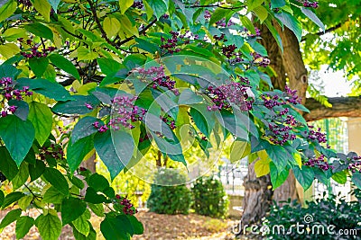 Indian arrow root beutifull tree Stock Photo