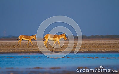 Indian or Asian wild asses in world& x27;s only Wild Ass Sanctuary in Little Rann of Kutch Gujarat Stock Photo