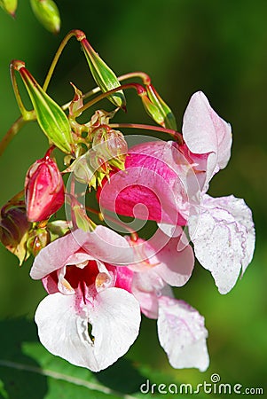 Indian balsam Stock Photo