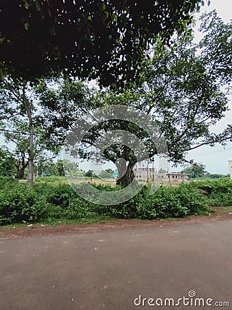 Indian Banian tree Stock Photo
