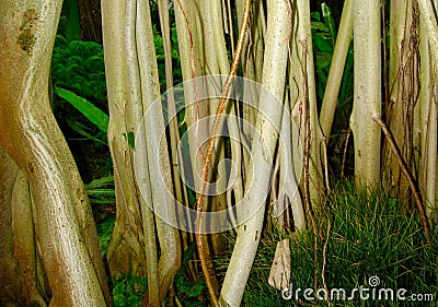 Indian Banyan (Ficus Benghalensis) Roots Stock Photo