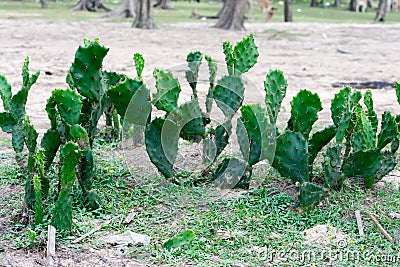 Indian Barbary fig spineless prickly pear Cactus Opuntia ficus-indica, domesticated crop plant grown in agriculture field in Stock Photo