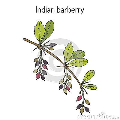 Indian Barberry Berberis aristata , medicinal plant Vector Illustration