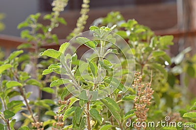 Indian basil Tulsi plant Stock Photo