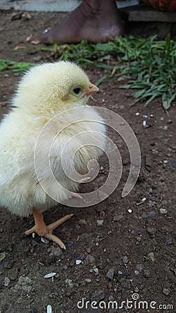 Indian beautiful, cute hens chicks Stock Photo