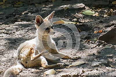 Indian or Bengal Fox Stock Photo