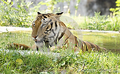 Indian Bengal Tiger Portrait Stock Photo