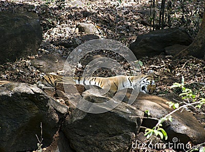 The Indian Bengalese tiger lies on the rock in a zoo. India Goa. Stock Photo