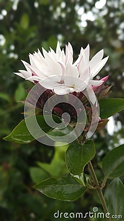 Indian best Beautiful jasmine - Jasminum Flowers Stock Photo