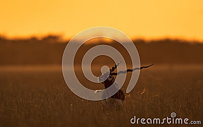 Indian Black Buck during Golden hours Stock Photo