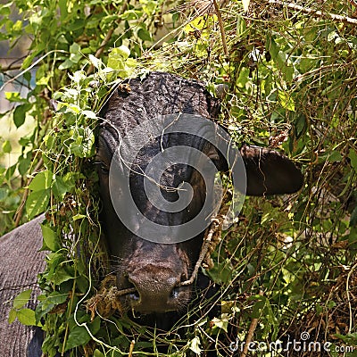 Indian black cow using green plants as a heat reducer Stock Photo
