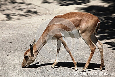 Indian blackbuck (Antilope cervicapra). Stock Photo