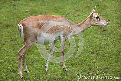Indian blackbuck Antilope cervicapra Stock Photo