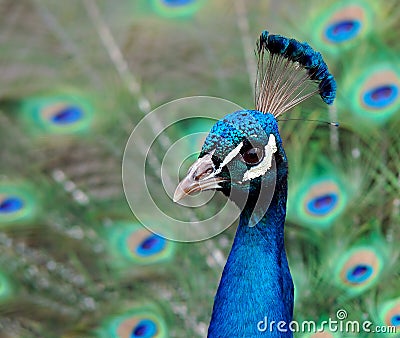 Indian Blue Peacock - Pavo Cristatus Stock Photo