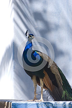 Indian Blue Peacock (Pavo Cristatus) Stock Photo