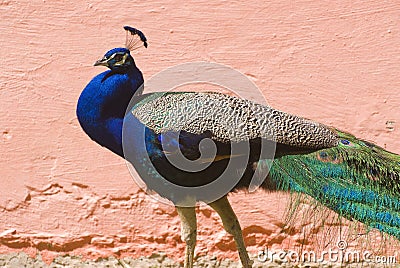 Indian Blue Peacock (Pavo Cristatus) Stock Photo