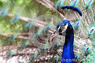 Indian Blue Peacock Portrait Stock Photo