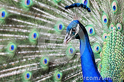 Indian blue peacock portrait Stock Photo