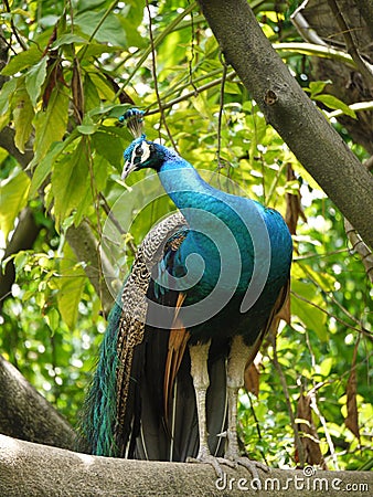 Indian or blue ribbon peacock Stock Photo