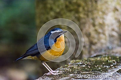 Indian blue robin or Luscinia brunnea Stock Photo