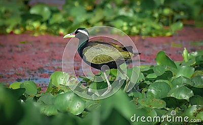 Indian Bronze winged jacana Stock Photo