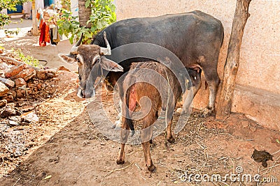 Indian brown Cow suckles calf in small Indian village Stock Photo