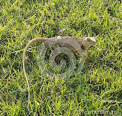 Indian brown lizard taking sunbath on green grass. Stock Photo