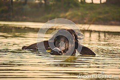 Indian Buffalo Herd Water Wildlife Stock Photo