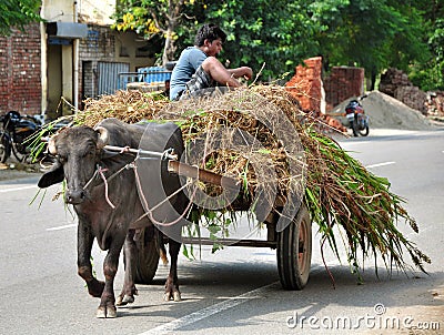 Indian bullock-cart Editorial Stock Photo