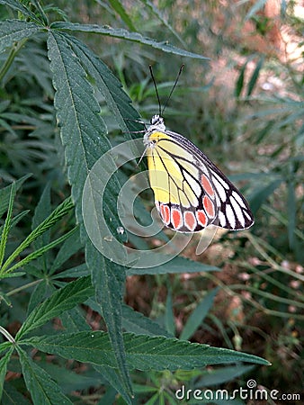 Indian butterfly and it`s calmness Stock Photo
