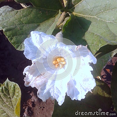 A cabalish gourd flower green branch and leaves in Indian agriculture farm. Stock Photo