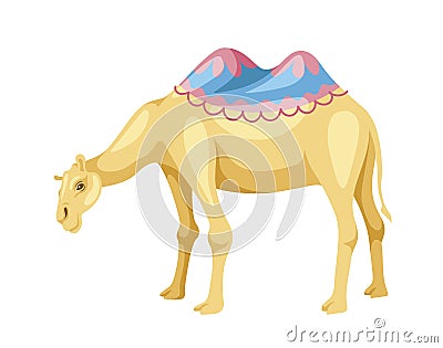 Indian camel with saddle vector concept Vector Illustration