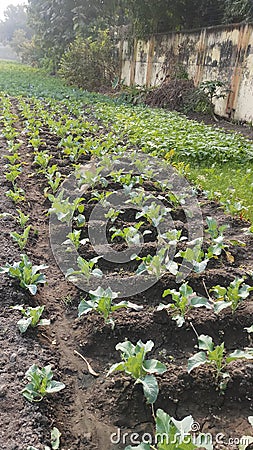 Indian cauliflower small plant in mirzapurUP field Stock Photo