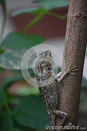 Indian chameleon resting on tree Stock Photo