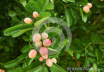 Indian cherry or Carunda Karonda fruit. Stock Photo