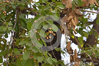 Indian cherry or Clammy cherry or Fragrant manjack or Gondi Cordia dichotoma Tree Stock Photo