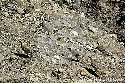 Indian Chukar Flock Stock Photo