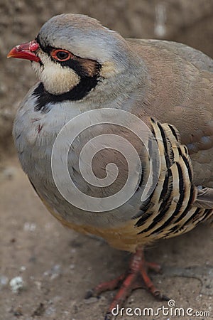 Indian chukar standing on the concrete ground Stock Photo